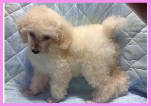 トイプードル　ホワイト　メス　子犬販売の専門店　AngelWan　横浜