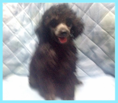 トイプードル　シルバー　オス　子犬販売の専門店　AngelWan　横浜