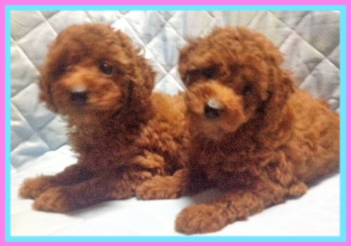 トイプードル　レッド　子犬販売の専門店　AngelWan　横浜