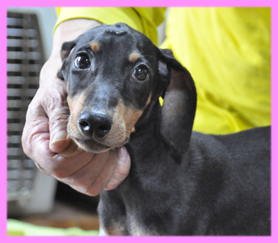 ドーベルマン　ブラックタン　メス　子犬販売の専門店　AngelWan　横浜