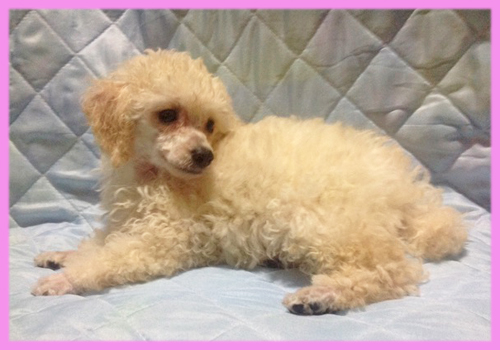 トイプードル　ホワイト　メス　子犬販売の専門店　AngelWan　横浜