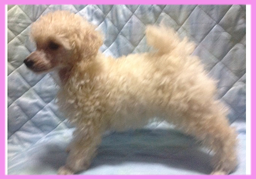 トイプードル　ホワイト　メス　子犬販売の専門店　AngelWan　横浜