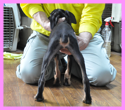 ドーベルマン　ブラックタン　メス　子犬販売の専門店　AngelWan　横浜