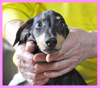 ドーベルマン　ブラックタン　メス　子犬販売の専門店　AngelWan　横浜