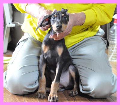 ドーベルマン　ブラックタン　メス　子犬販売の専門店　AngelWan　横浜