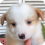 ボーダーコリー　レッド＆ホワイト　オス　子犬販売の専門店　AngelWan　横浜