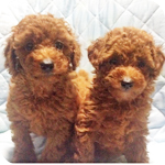 トイプードル　レッド　子犬販売の専門店　AngelWan　横浜