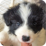 ボーダーコリー　ブラック＆ホワイト　子犬販売の専門店　AngelWan　横浜