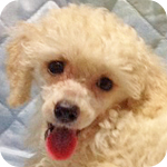 トイプードル　ホワイト　メス　子犬販売の専門店　AngelWan　横浜