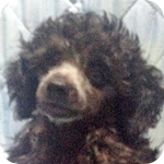 トイプードル　シルバー　オス　子犬販売の専門店　AngelWan　横浜