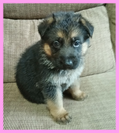 ジャーマンシェパード　ブラックタン　メス　子犬販売の専門店　AngelWan　横浜