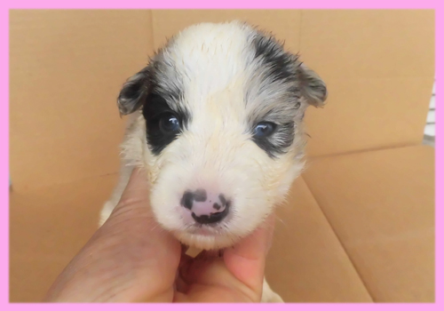 ボーダーコリー ブルーマール メス 子犬販売の専門店 AngelWan 横浜