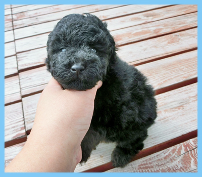 トイプードル ブラック オス 子犬販売の専門店 AngelWan 横浜