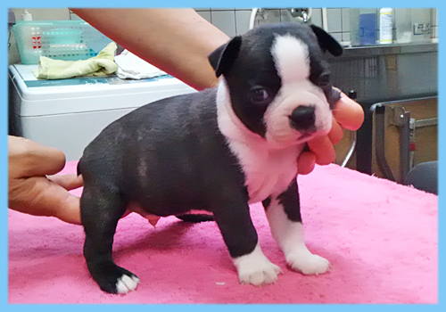 ボストンテリア オス 子犬販売の専門店 AngelWan 横浜