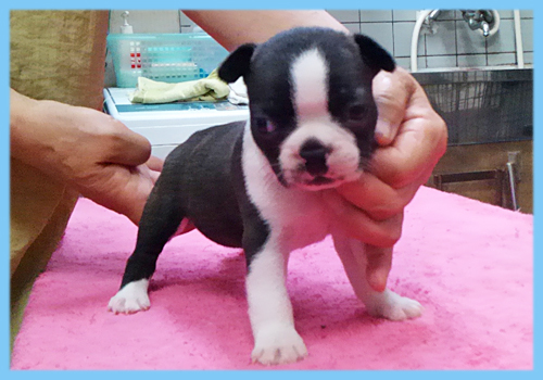 ボストンテリア　オス　子犬販売の専門店　AngelWan　横浜