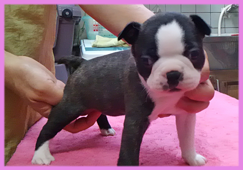 ボストンテリア　メス　子犬販売の専門店　AngelWan　横浜