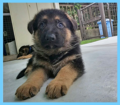 ジャーマンシェパード　オス　子犬販売の専門店　AngelWan　横浜