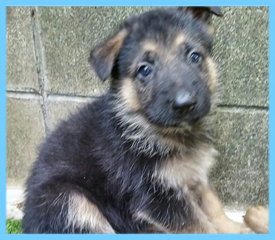 ジャーマンシェパード　オス　子犬販売の専門店　AngelWan　横浜