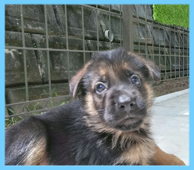 ジャーマンシェパード　オス　子犬販売の専門店　AngelWan　横浜