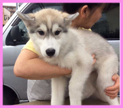 シベリアンハスキー　シルバー＆ホワイト　メス　子犬販売の専門店　AngelWan　横浜
