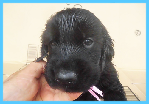 フラットコーテッドレトリバー　ブラック　オス　子犬販売の専門店　AngelWan　横浜