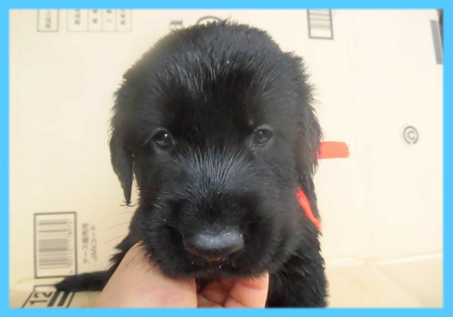 フラットコーテッドレトリバー ブラック オス 子犬販売の専門店 AngelWan 横浜