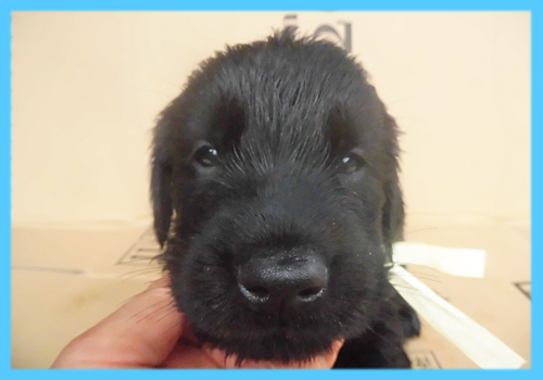 フラットコーテッドレトリバー　ブラック　オス　子犬販売の専門店　AngelWan　横浜