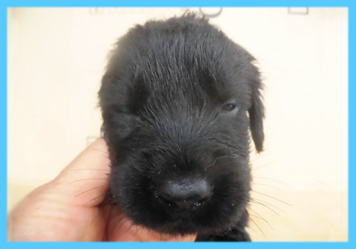 フラットコーテッドレトリバー ブラック オス 子犬販売の専門店 AngelWan 横浜