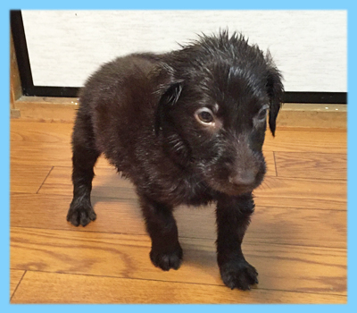 フラットコーテッドレトリバー　レバー　オス　子犬販売の専門店　AngelWan　横浜