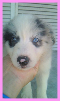 ボーダーコリー ブルーマール メス 子犬販売の専門店 AngelWan 横浜