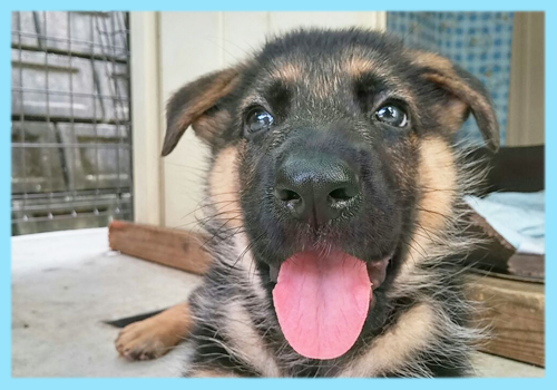ジャーマンシェパード　オス　子犬販売の専門店　AngelWan　横浜