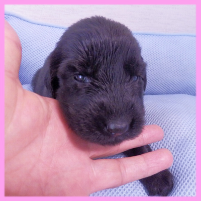フラットコーテッドレトリバー　ブラック　メス　子犬販売の専門店　AngelWan　横浜