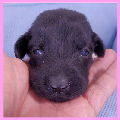 フラットコーテッドレトリバー　ブラック　メス　子犬販売の専門店　AngelWan　横浜