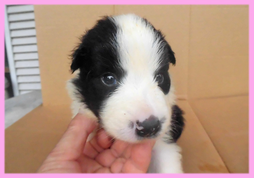 ボーダーコリー　ブラック＆ホワイト　メス　子犬販売の専門店　AngelWan　横浜