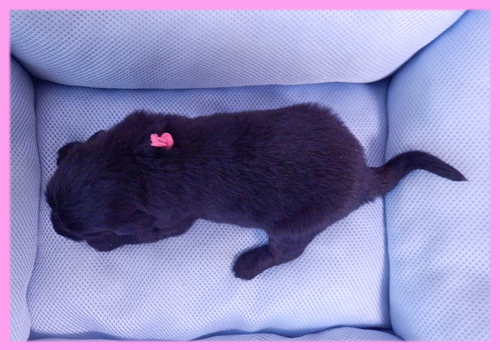 フラットコーテッドレトリバー　ブラック　メス　子犬販売の専門店　AngelWan　横浜