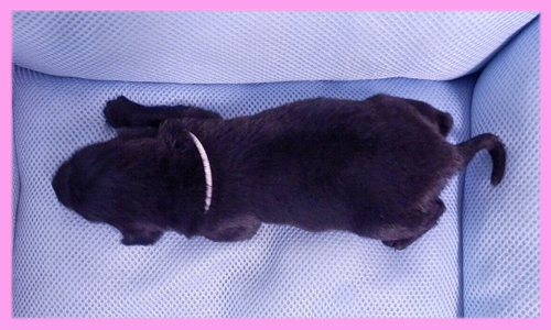 フラットコーテッドレトリバー　ブラック　メス　子犬販売の専門店　AngelWan　横浜