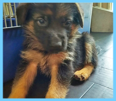 ジャーマンシェパード　オス　子犬販売の専門店　AngelWan　横浜