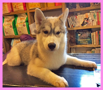 シベリアンハスキー　シルバー＆ホワイト　メス　子犬販売の専門店　AngelWan　横浜