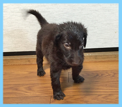 フラットコーテッドレトリバー　レバー　オス　子犬販売の専門店　AngelWan　横浜