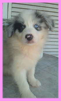 ボーダーコリー ブルーマール メス 子犬販売の専門店 AngelWan 横浜