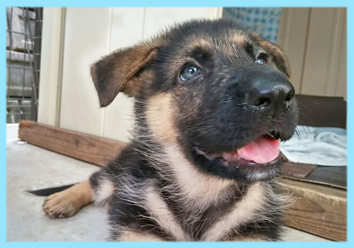 ジャーマンシェパード　オス　子犬販売の専門店　AngelWan　横浜