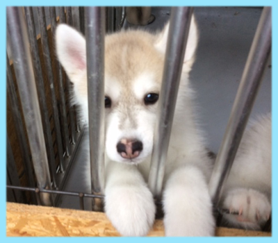 シベリアンハスキー シルバー&ホワイト オス 子犬販売の専門店 AngelWan 横浜