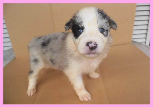 ボーダーコリー ブルーマール メス 子犬販売の専門店 AngelWan 横浜