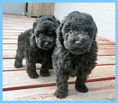 トイプードル ブラック オス 子犬販売の専門店 AngelWan 横浜