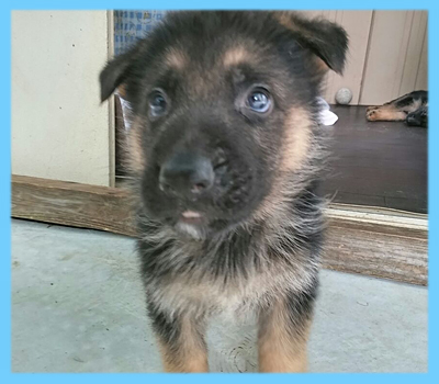 ジャーマンシェパード　オス　子犬販売の専門店　AngelWan　横浜