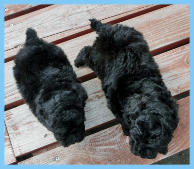 トイプードル ブラック オス 子犬販売の専門店 AngelWan 横浜