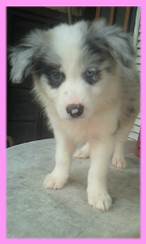 ボーダーコリー ブルーマール メス 子犬販売の専門店 AngelWan 横浜