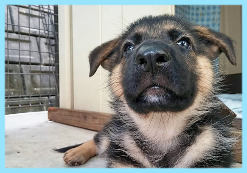 ジャーマンシェパード　オス　子犬販売の専門店　AngelWan　横浜