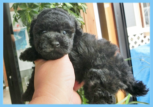 トイプードル ブラック オス 子犬販売の専門店 AngelWan 横浜