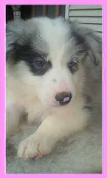 ボーダーコリー ブルーマール メス 子犬販売の専門店 AngelWan 横浜